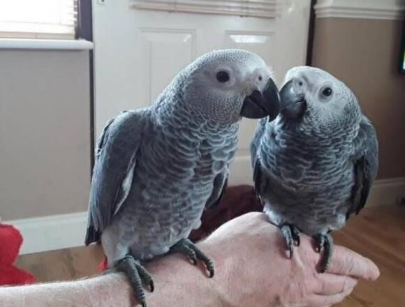 Breeding Pair African Grey Parrots