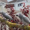 Breeding Pair African Grey Parrots