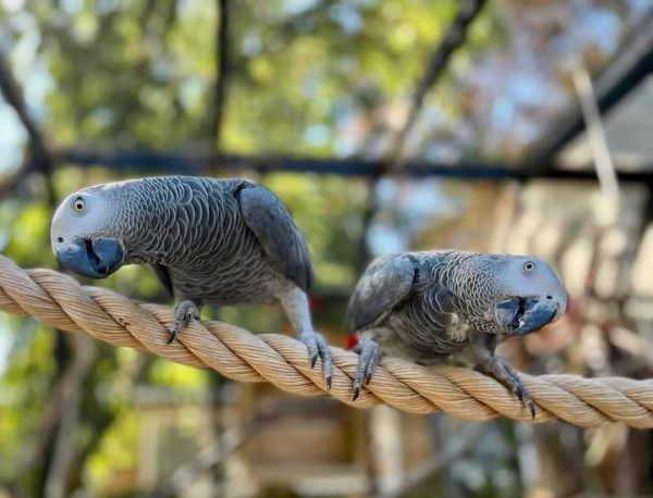 Breeding Pair African Grey Parrots