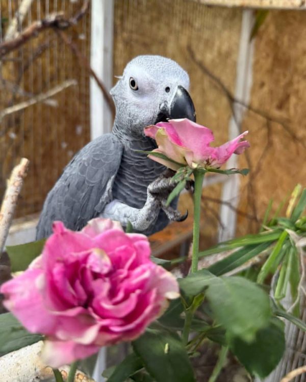 African Grey Parrot-(Aponi)