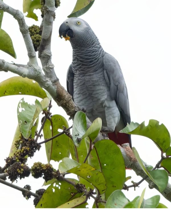 African Grey Parrot-(Aponi)