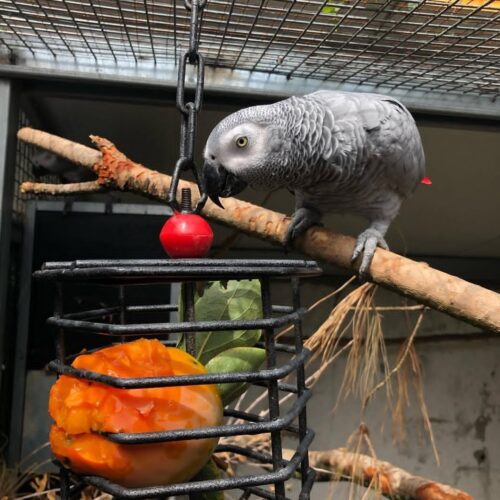 African Grey Parrot-(Aponi)
