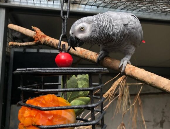 African Grey Parrot-(Aponi)