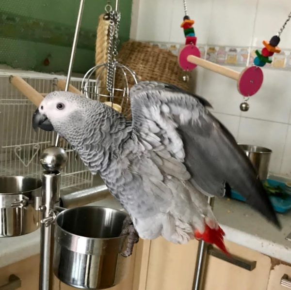 Male African Grey Parrot-(Sany)