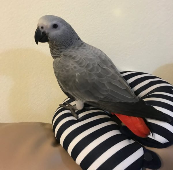 Male African Grey Parrot-(Sany)