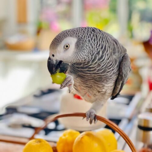 Male African Grey Parrot-(Sany)