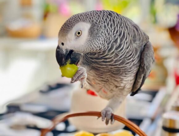 Male African Grey Parrot-(Sany)