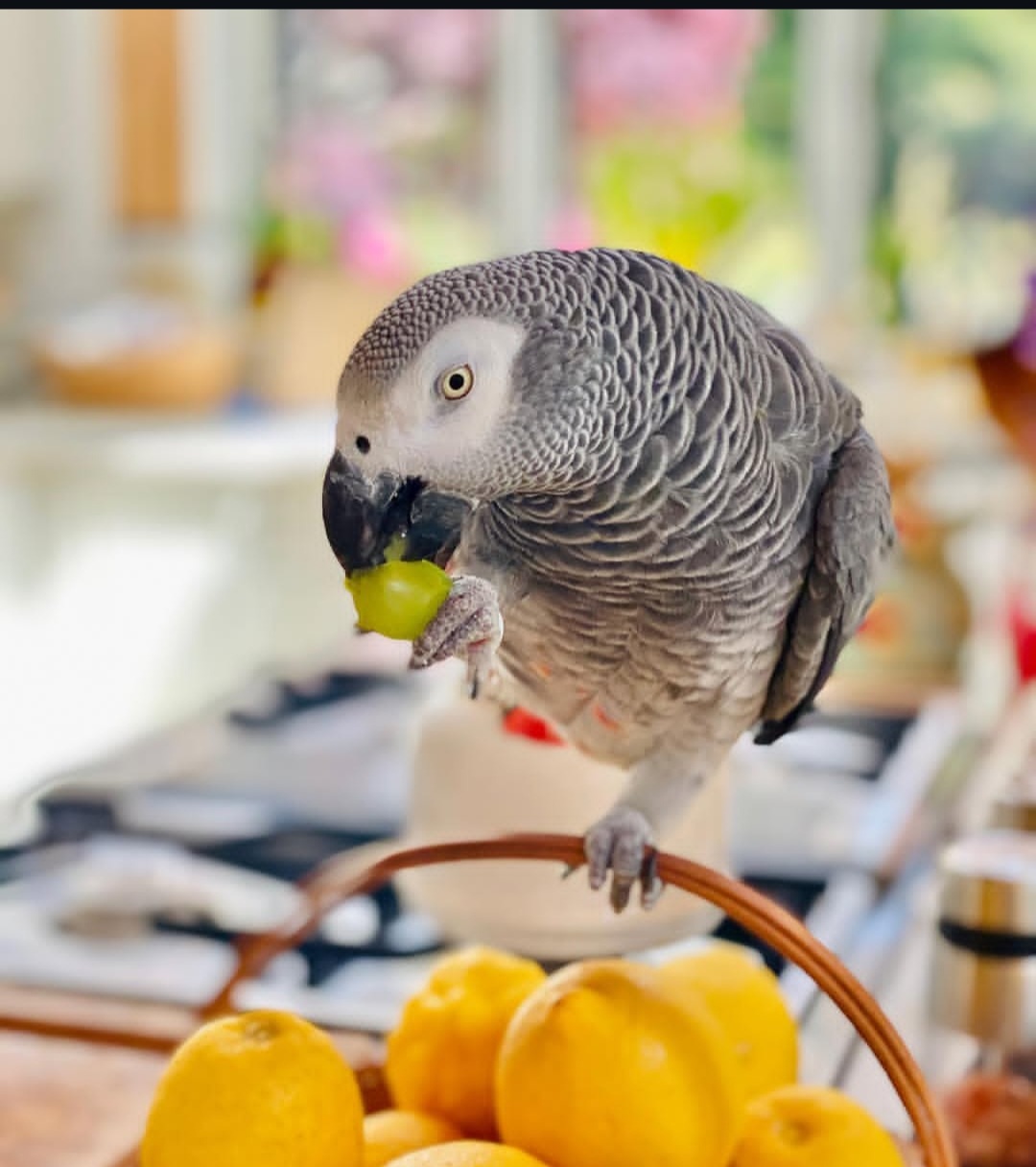 Male African Grey Parrot-(Sany)